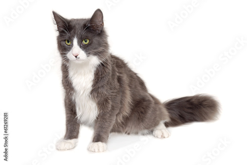 Gray cat sitting on a clean white background