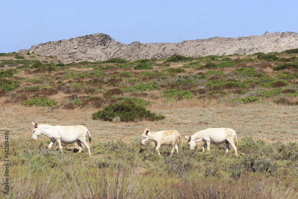 white donkey, resident only island asinara, sardinia italy white donkey, resident only island asinara, sardinia italy