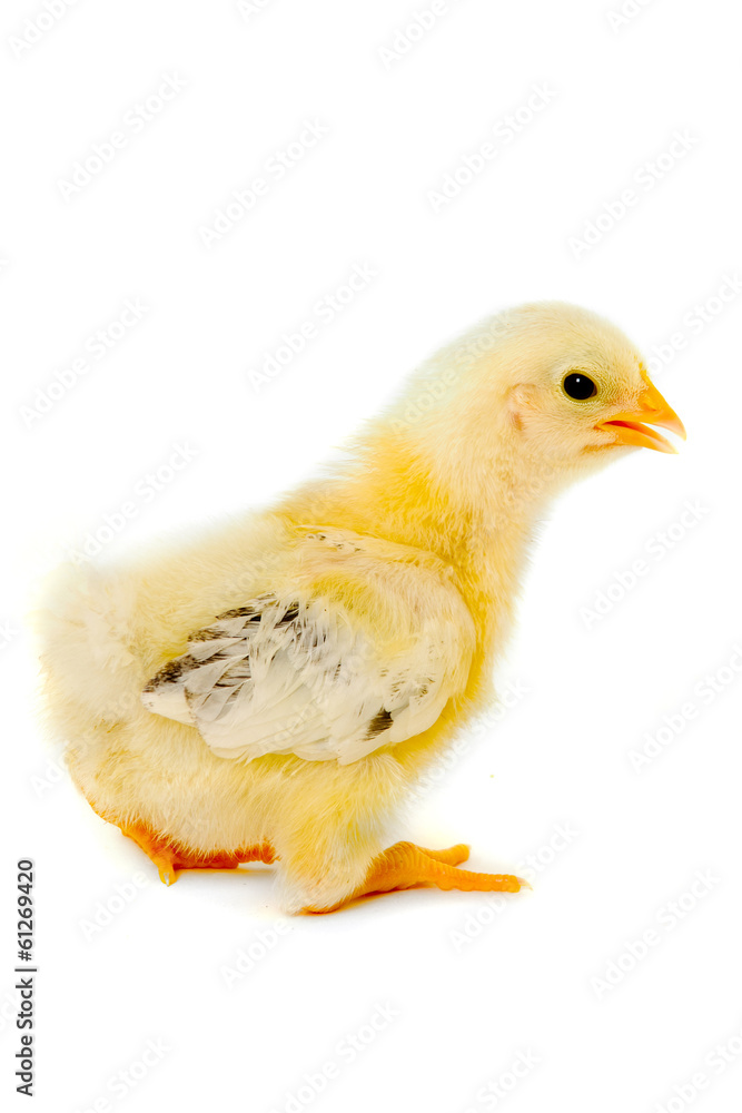 Obraz premium Chicken baby