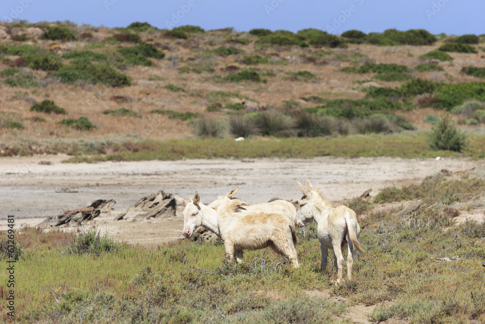 Obraz premium white donkey, resident only island asinara, sardinia italy 