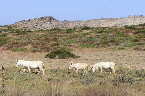 white donkey, resident only island asinara, sardinia italy 