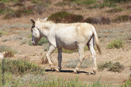 white donkey  resident only island asinara  sardinia italy 