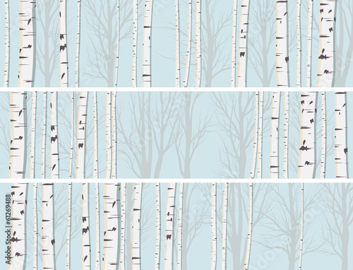 Horizontal banners of birch trunks forest.