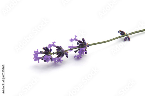 Fototapeta Naklejka Na Ścianę i Meble -  Lavande