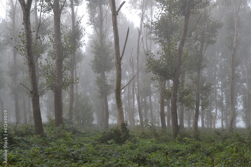 Fototapeta premium populierenbos in de mist