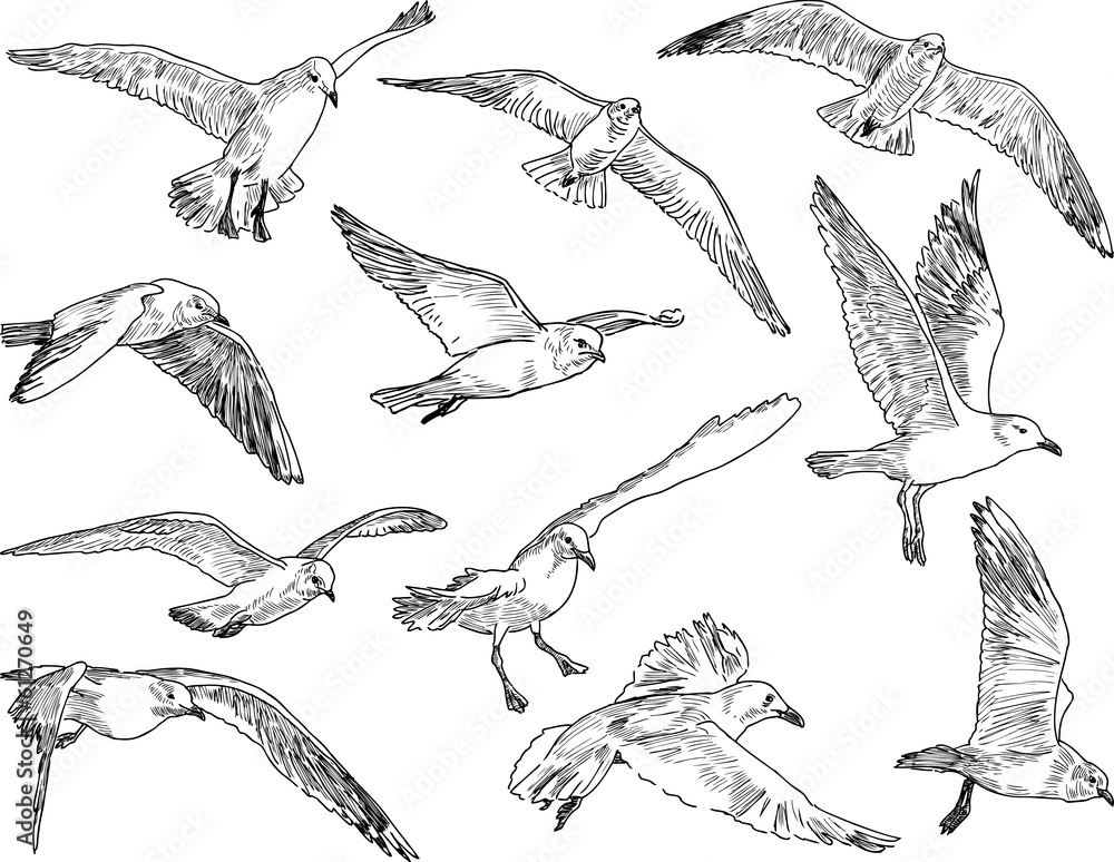 Obraz premium flock of seagulls