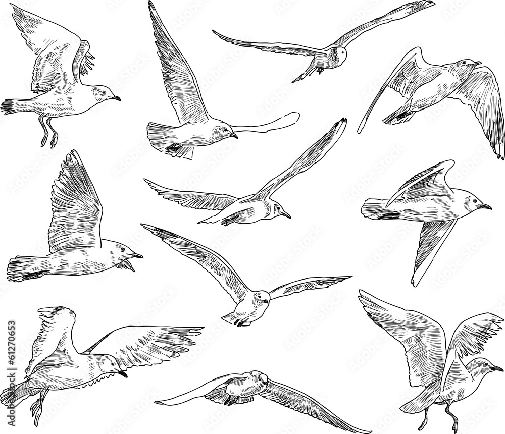 Obraz premium flock of gulls