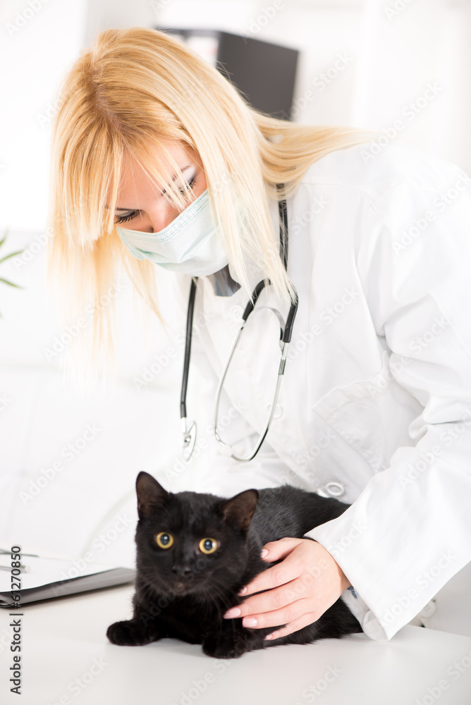 The veterinarian is examining the black domestic cat. The veterinarian is examining the black domestic cat.