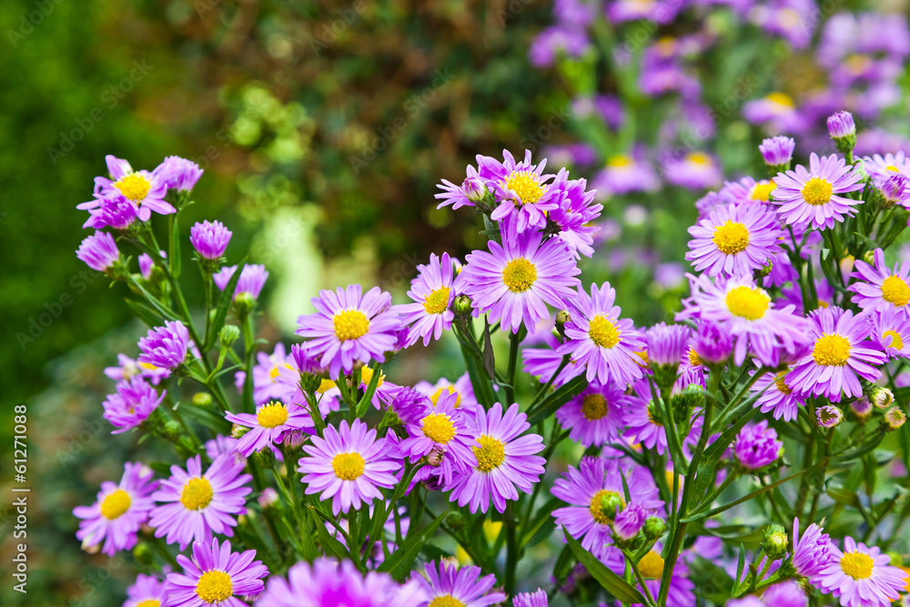 Fototapeta premium Piękne kwiaty karmazynowe.