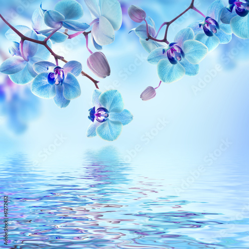 Fototapeta Naklejka Na Ścianę i Meble -  Floral background of tropical orchids