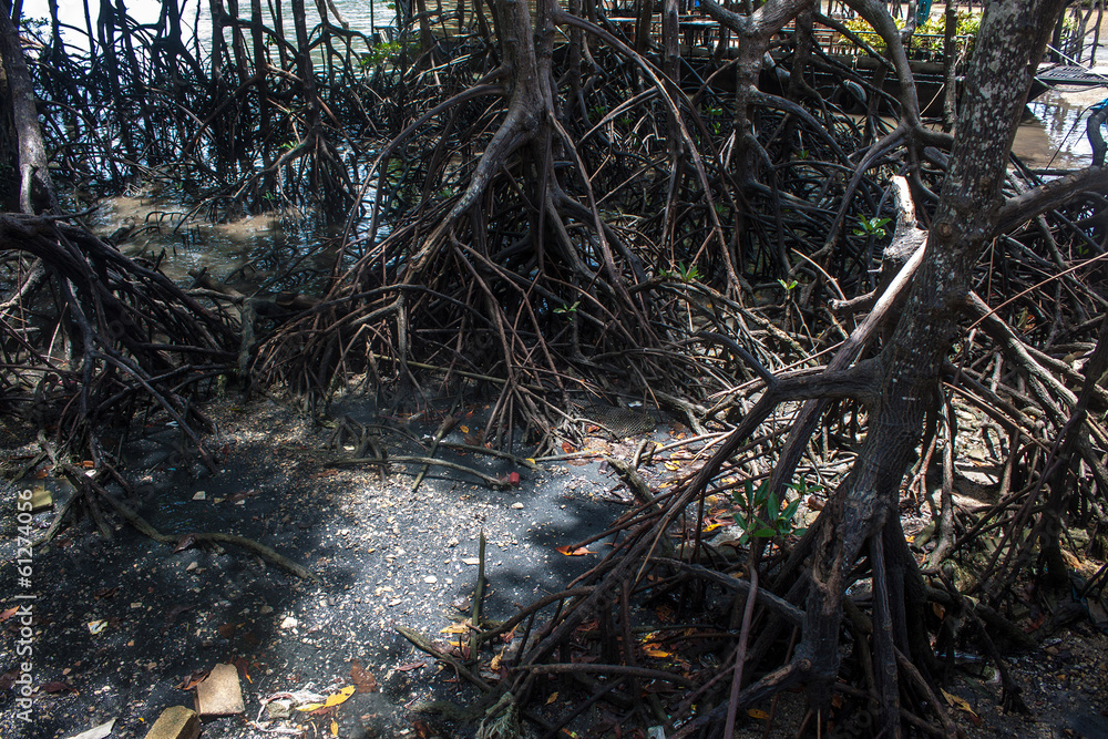 Mangrove roots at Railay, Krabi province, Thailand Mangrove roots at Railay, Krabi province, Thailand
