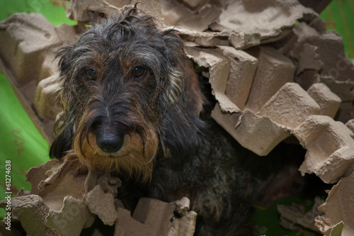 Disastro cane bassotto photo