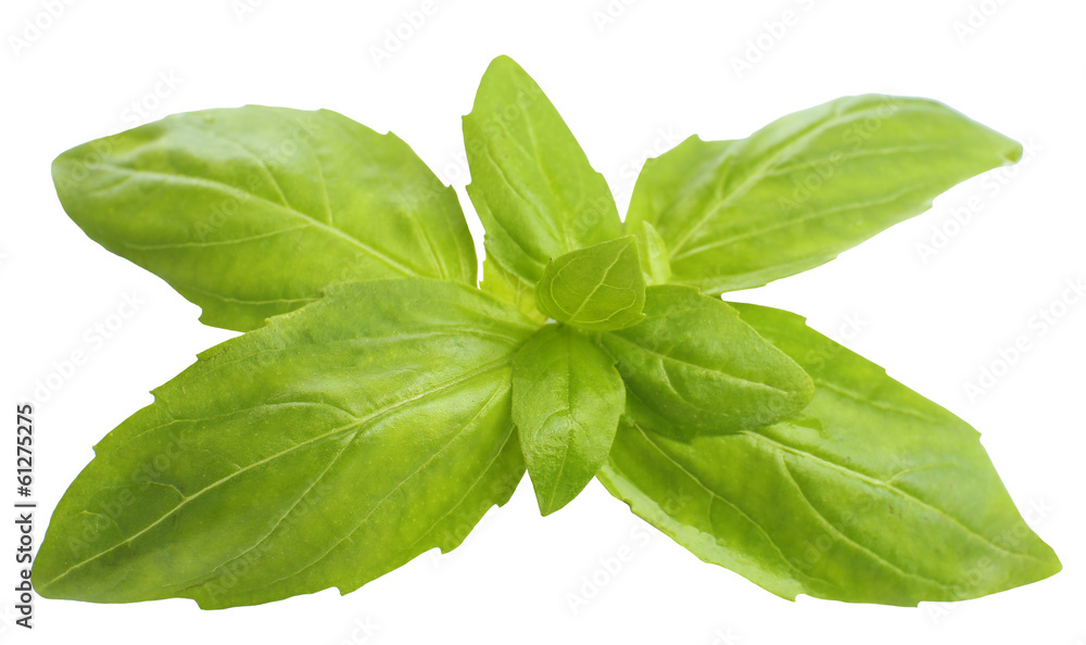 Green fresh basil, isolated on white Green fresh basil, isolated on white
