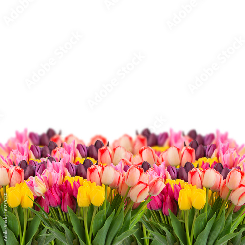 Fototapeta Naklejka Na Ścianę i Meble -  Bunch of tulips flowers  border