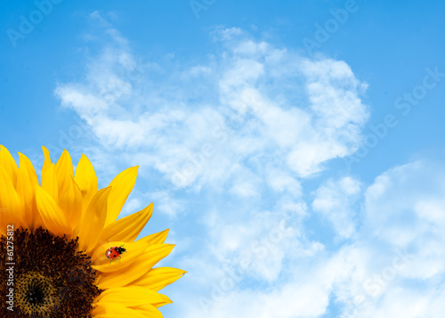 Fototapeta Naklejka Na Ścianę i Meble -  Sunflower with ladybird