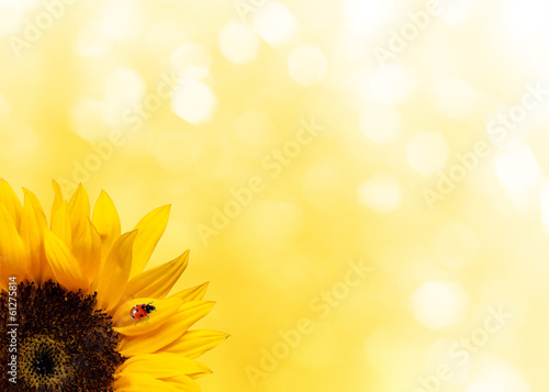 Fototapeta Naklejka Na Ścianę i Meble -  Sunflower with ladybird