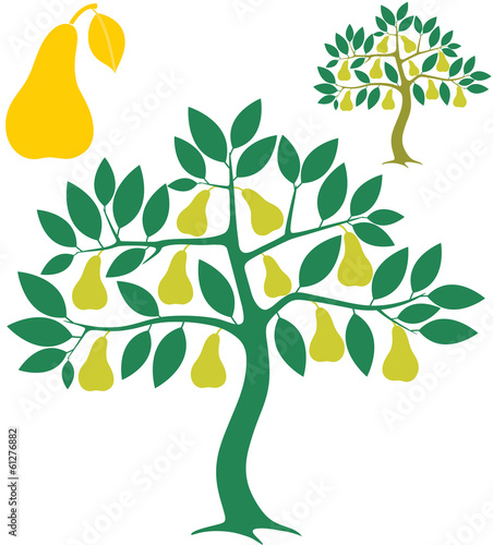 Pear tree