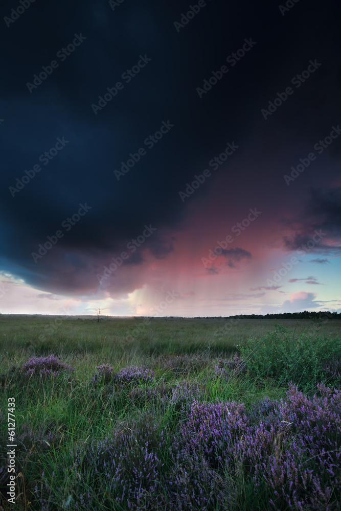 shower over marsh with heather at sunset