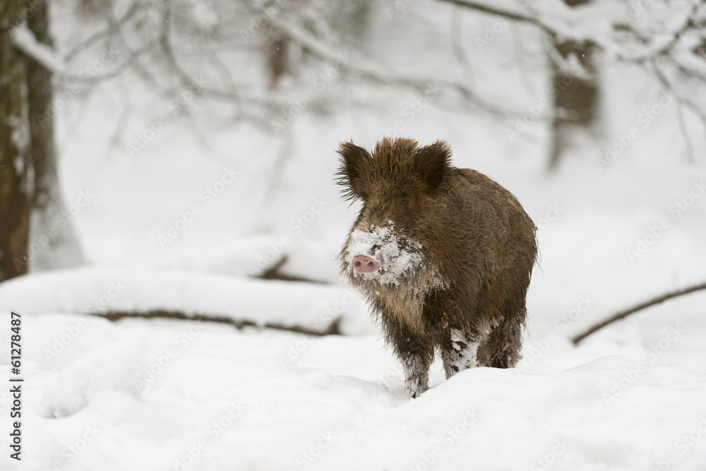 Wildschwein, Wild Boar, Sus scrofa Wildschwein, Wild Boar, Sus scrofa