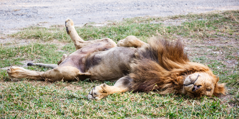 Fototapeta premium lion sleep