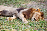 lion sleep