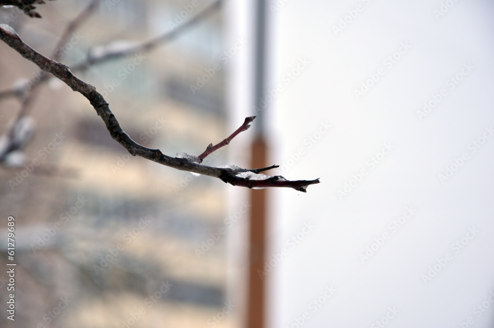 Obraz premium Ветка