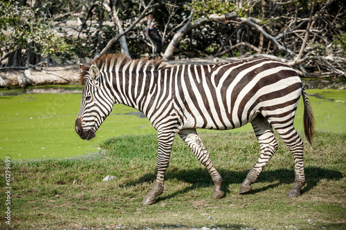 walking zebra