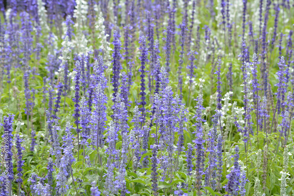 Naklejka premium tree in park