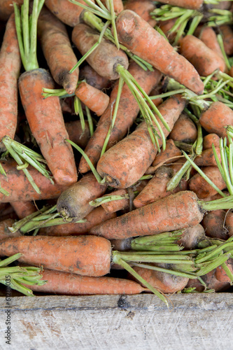 Fresh carrots on the market
