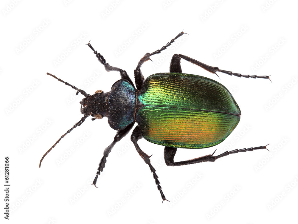 Forest caterpillar hunter (Calosoma sycophanta) on white Forest caterpillar hunter (Calosoma sycophanta) on white