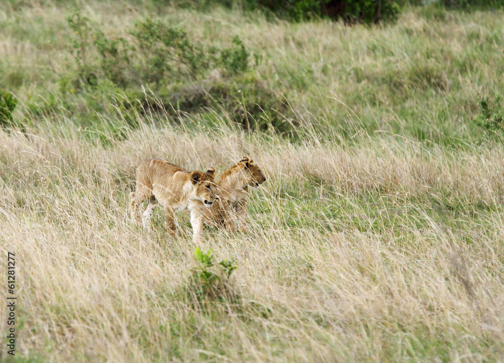 The lion cubs The lion cubs