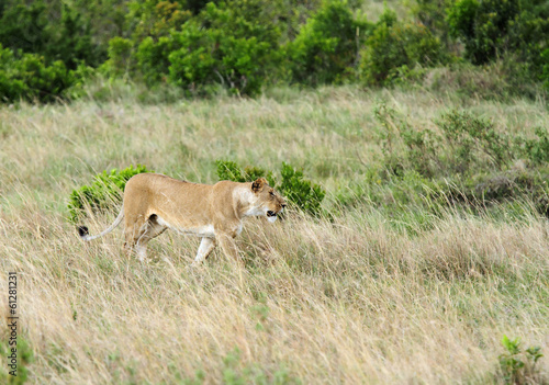 A lioness in the grassland
