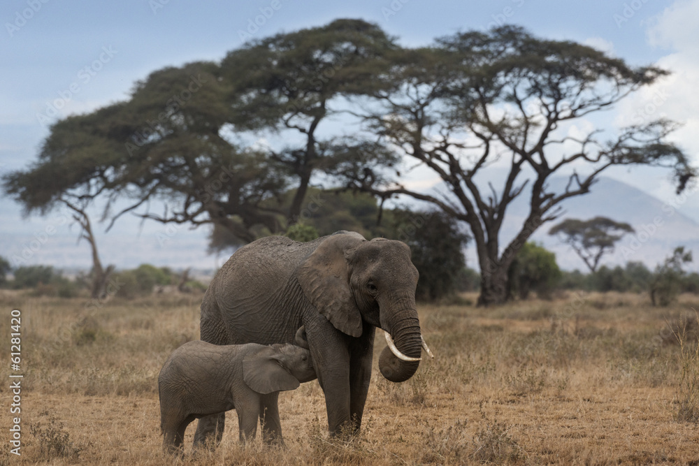 African Bush Elephant with suckling calf