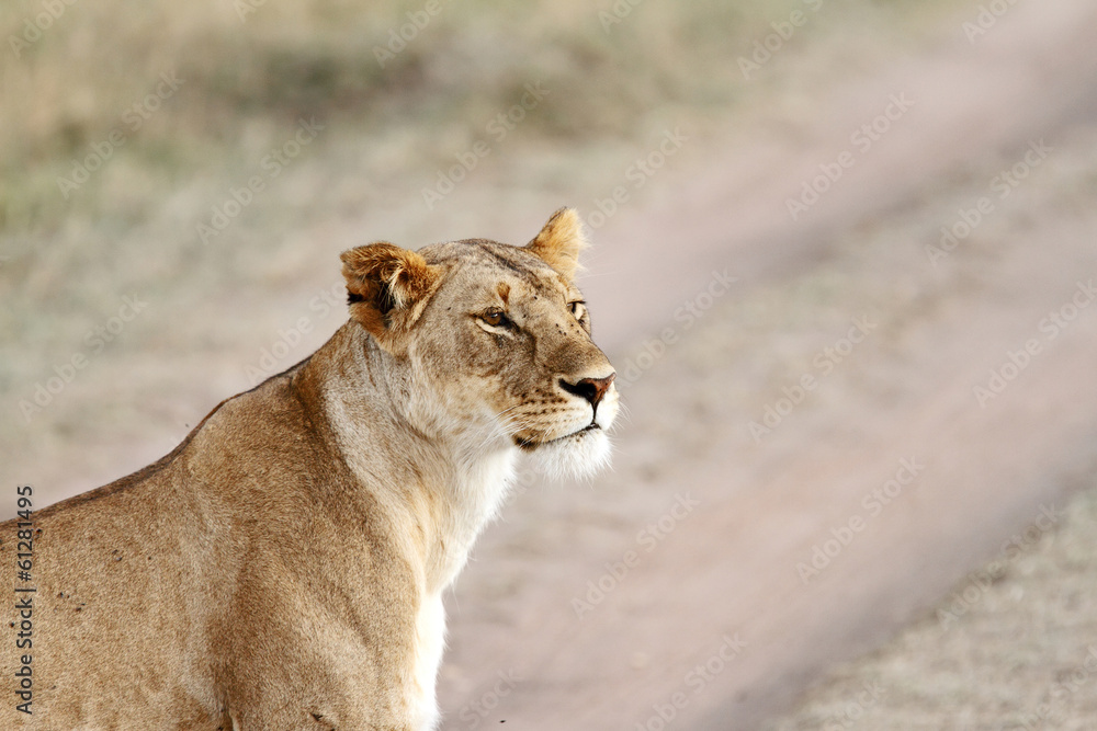 Naklejka premium A beautiful portrait of lioness