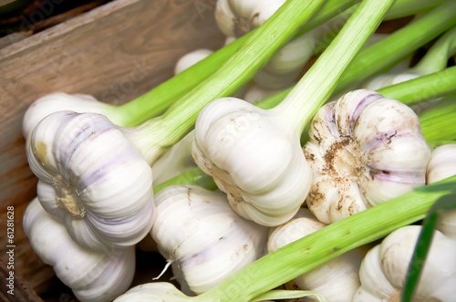 Fresh garlic for sale