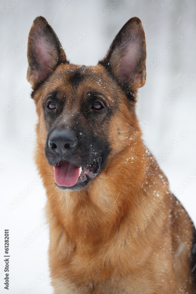 Portrait Shepherd with raised ears winter