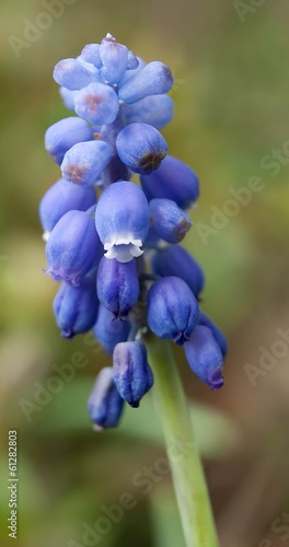 Armenische Traubenhyazinthe / Muscari armeniacum