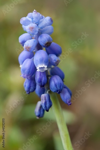 Armenische Traubenhyazinthe / Muscari armeniacum photo