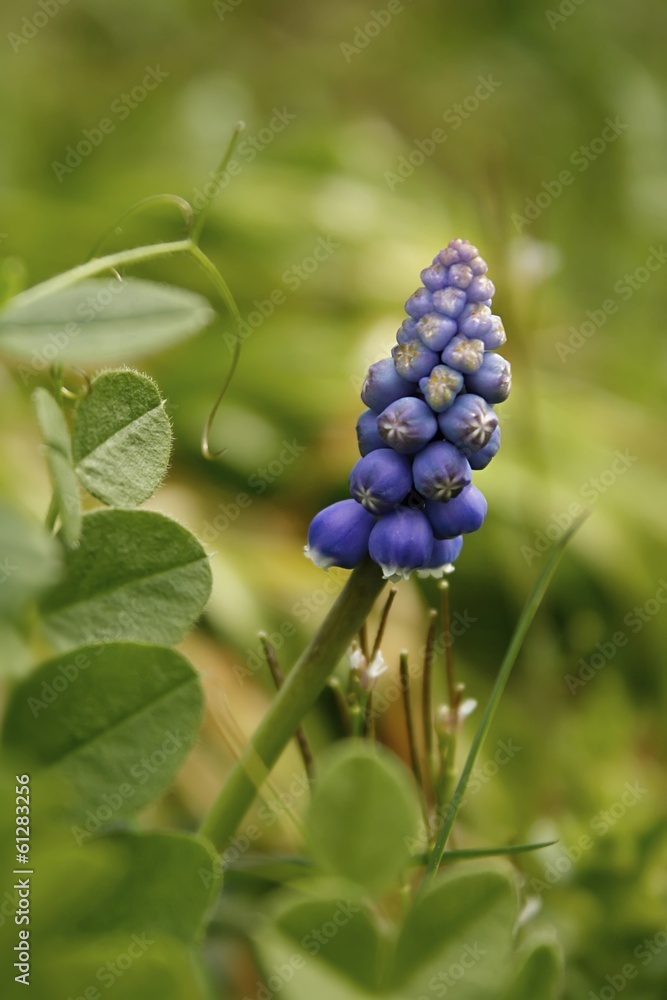 Armenische Traubenhyazinthe / Muscari armeniacum