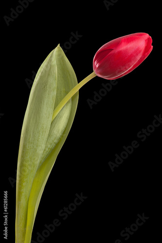 Fototapeta Naklejka Na Ścianę i Meble -  tulip flower on a stem with leaves isolated on black background