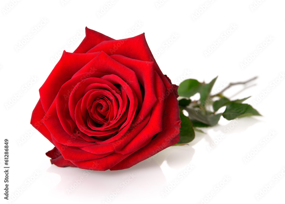 Naklejka premium Prächtige, aufgeblühte Rose