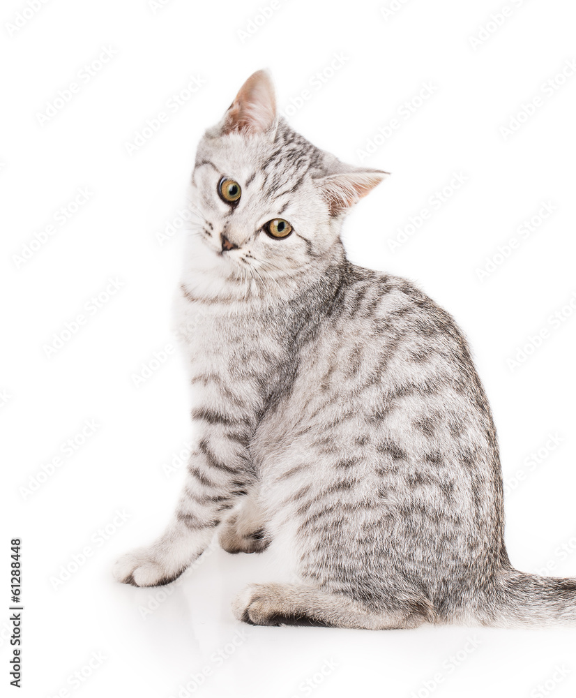Fototapeta premium cat