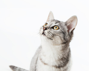Keuken achterwand Kat Rustige kat in huiselijke sfeer  © dimakp