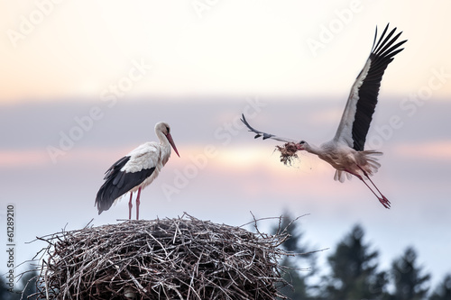 Fotografia stork