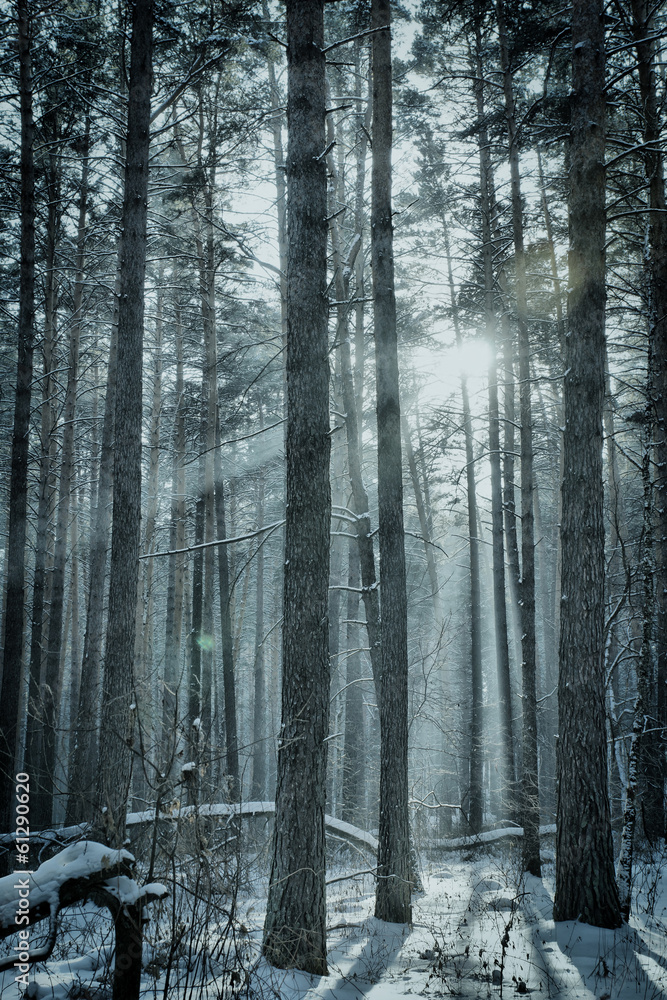 Naklejka premium Magic winter forest