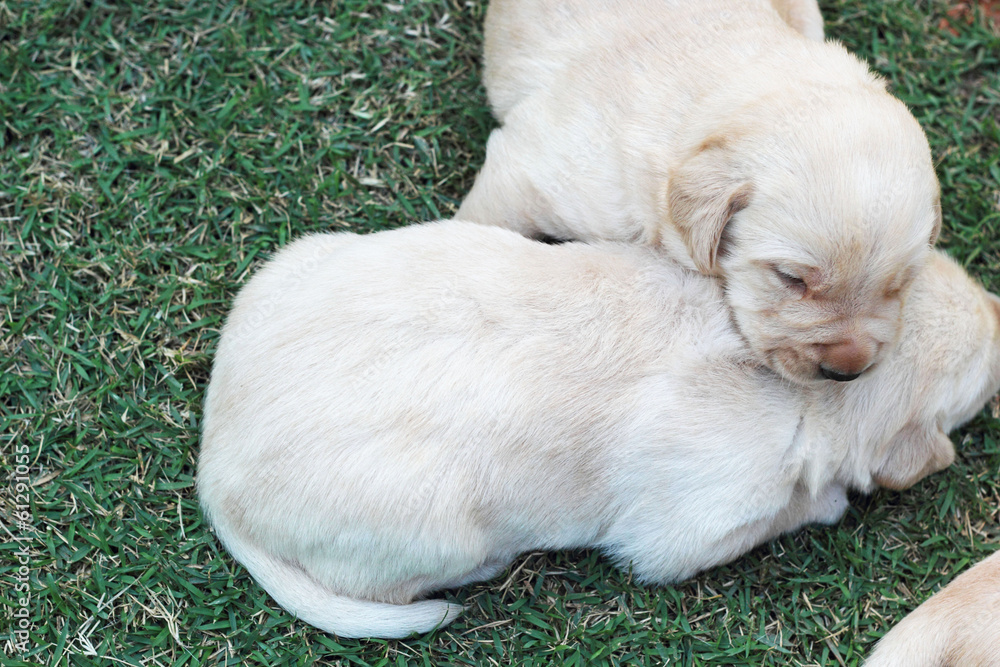sleeping labrador puppies on green grass - three weeks old. sleeping labrador puppies on green grass - three weeks old.