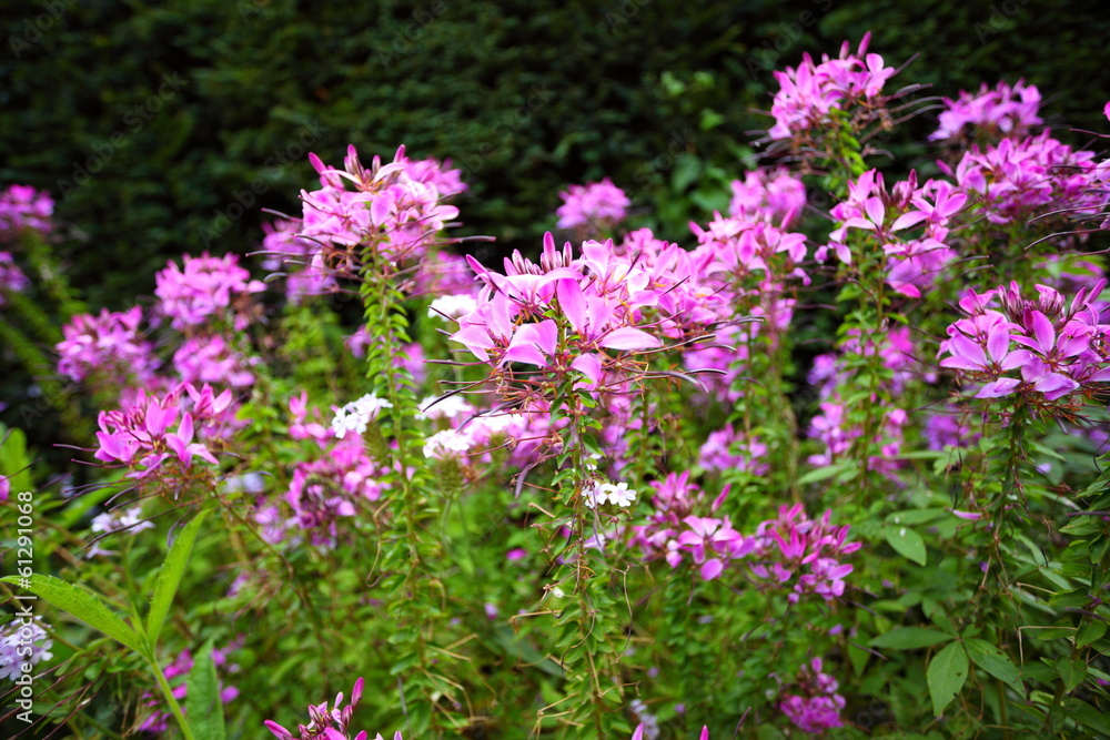 Pink flowers in the garden shined at sun Pink flowers in the garden shined at sun