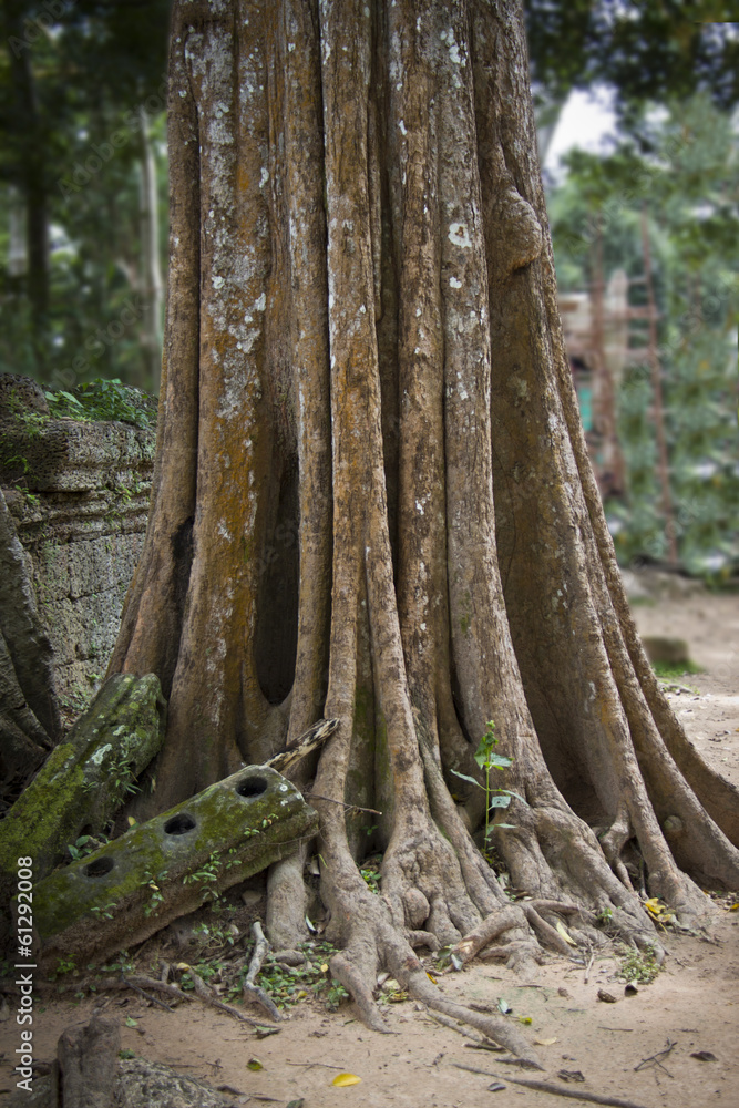 Old tree in Angkor Wat Old tree in Angkor Wat