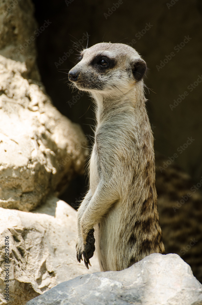Fototapeta premium Meerkat