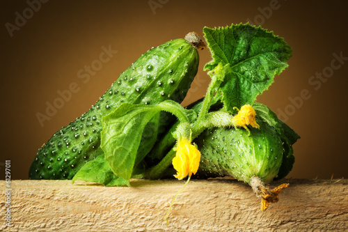 Organic cucumber. Branch with leaves